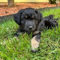 PetSound Animal Hospital ico