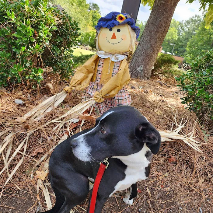 Chatham Animal Hospital 5