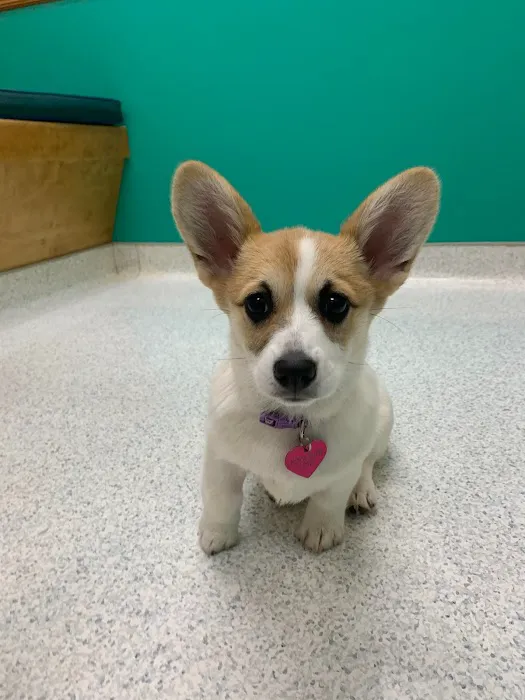 Chatham Animal Hospital 8