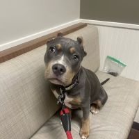 Shiloh Animal Hospital ico