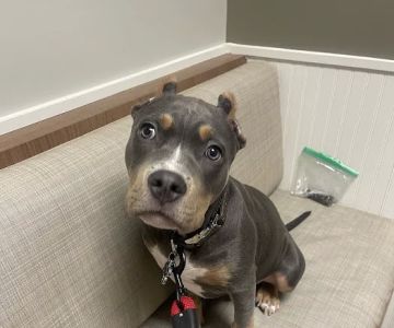 Shiloh Animal Hospital