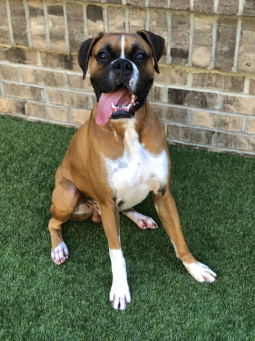 Shiloh Animal Hospital 10