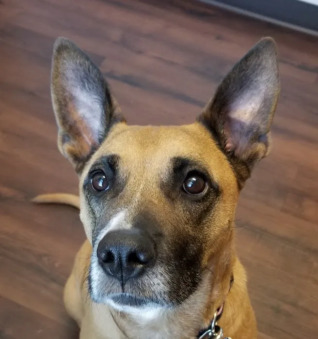 Shiloh Animal Hospital 9
