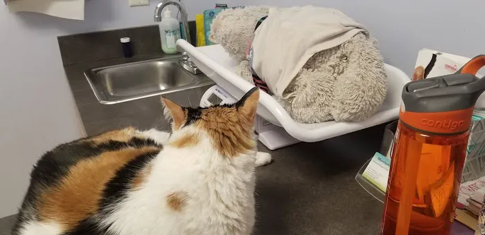 Morrisville Cat Hospital 2