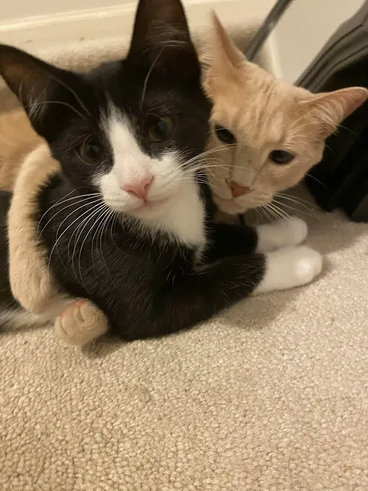 Morrisville Cat Hospital 7
