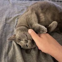 Morrisville Cat Hospital ico