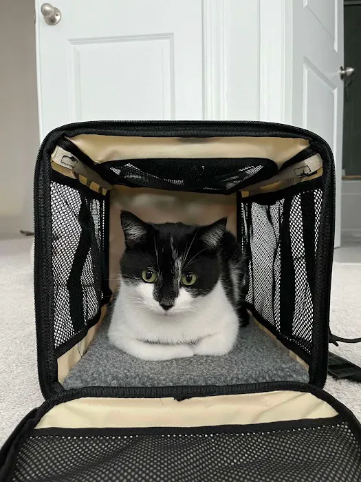 Morrisville Cat Hospital 5