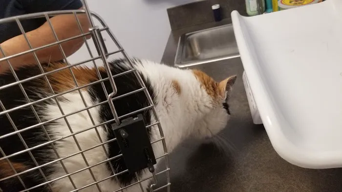Morrisville Cat Hospital 4