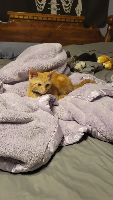 Morrisville Cat Hospital 6