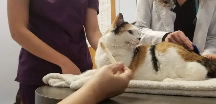 Morrisville Cat Hospital 10