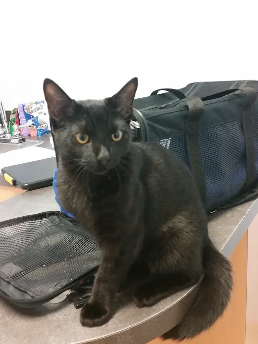 Morrisville Cat Hospital 9