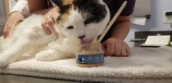Morrisville Cat Hospital 3