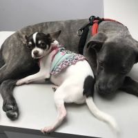 Riverbark Veterinary Hospital ico