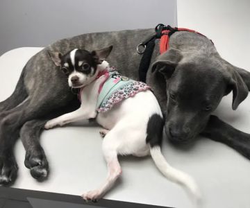 Riverbark Veterinary Hospital