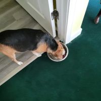 Veterinary Treatment Facility of Fort Bragg ico
