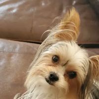 Points East Veterinary Emergency Hospital of Fayetteville ico