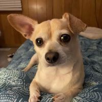 Dogwood Animal Hospital ico
