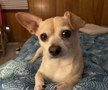 Dogwood Animal Hospital