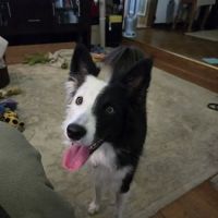 Ambassador Animal Hospital ico