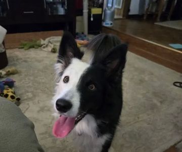 Ambassador Animal Hospital