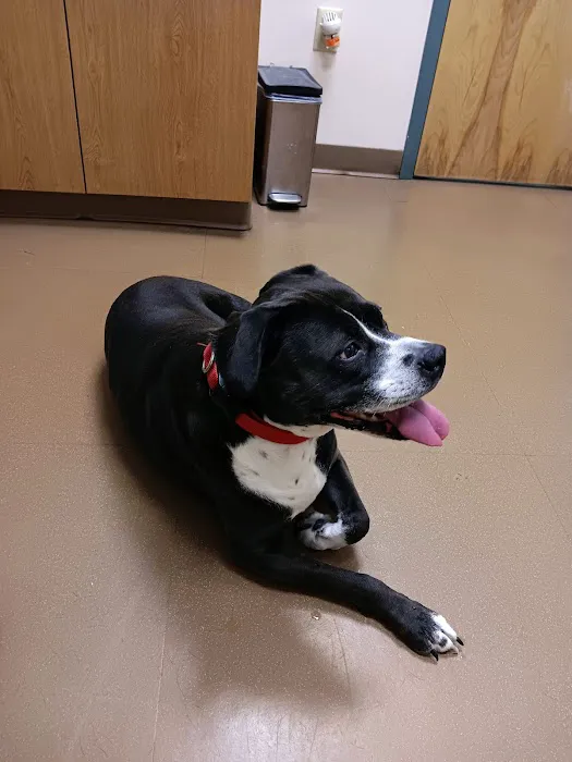 Ambassador Animal Hospital 5