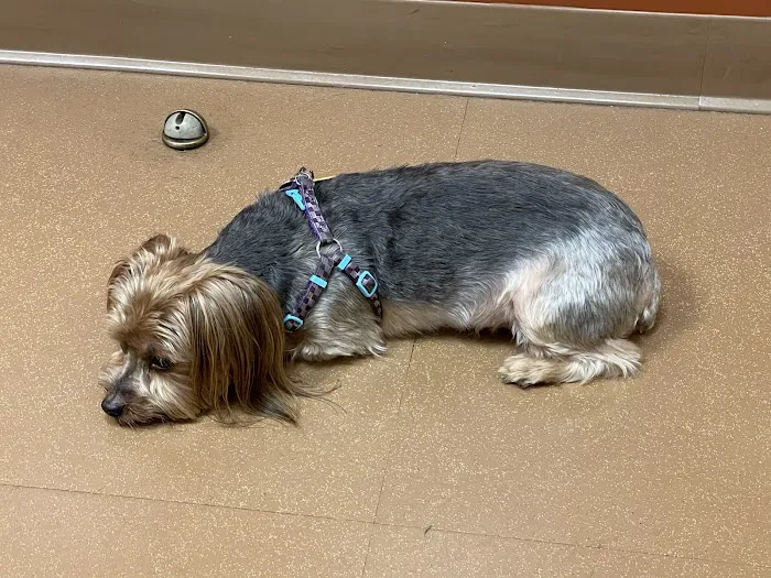 Ambassador Animal Hospital 9