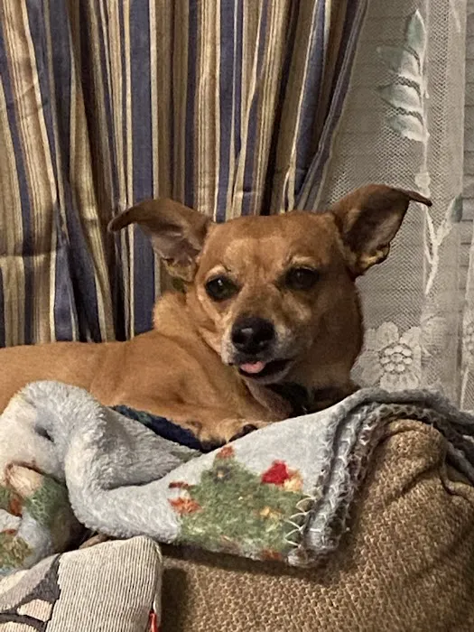Ambassador Animal Hospital 7