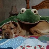 Ambassador Animal Hospital: Grimes Melissa DVM ico