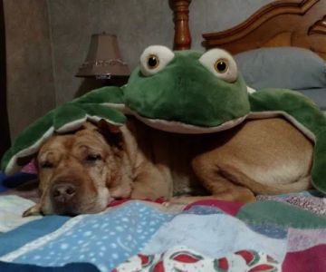 Ambassador Animal Hospital: Grimes Melissa DVM