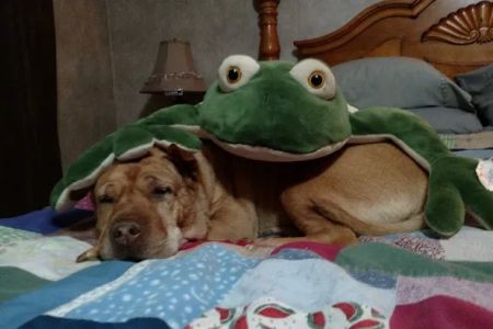 Ambassador Animal Hospital: Grimes Melissa DVM