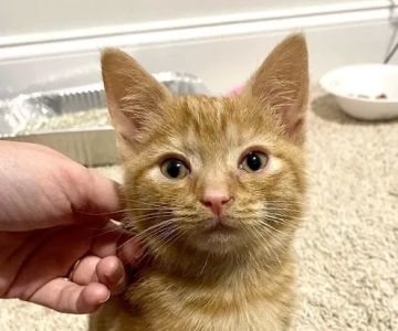 Cumberland Animal Hospital Fayetteville
