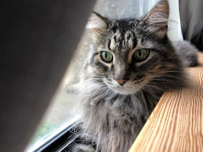 Cliffdale Animal Hospital 8