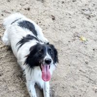 Crepe Myrtle Animal Hospital ico