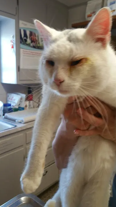 Dunn Animal Hospital PA 4