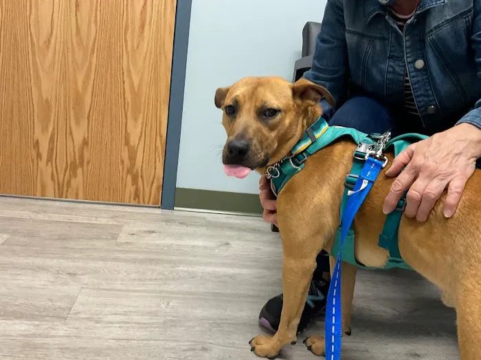 5-Points Animal Hospital 5