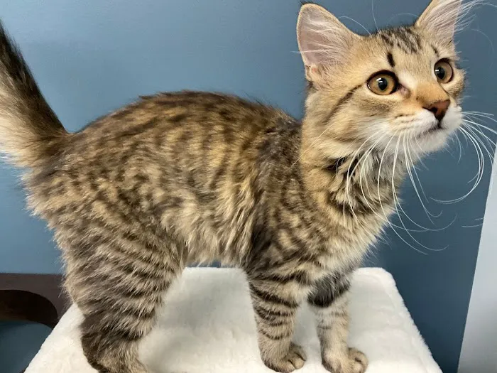 5-Points Animal Hospital 3