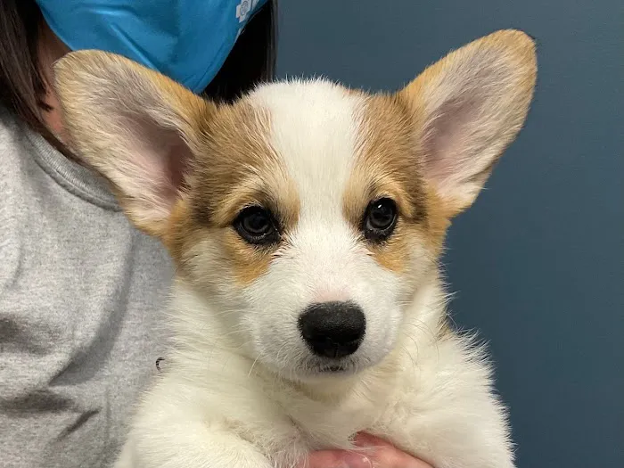 5-Points Animal Hospital 2