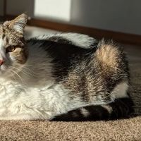 Family and Friends Veterinary Care ico