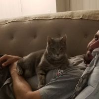 Elder Pet Care ico