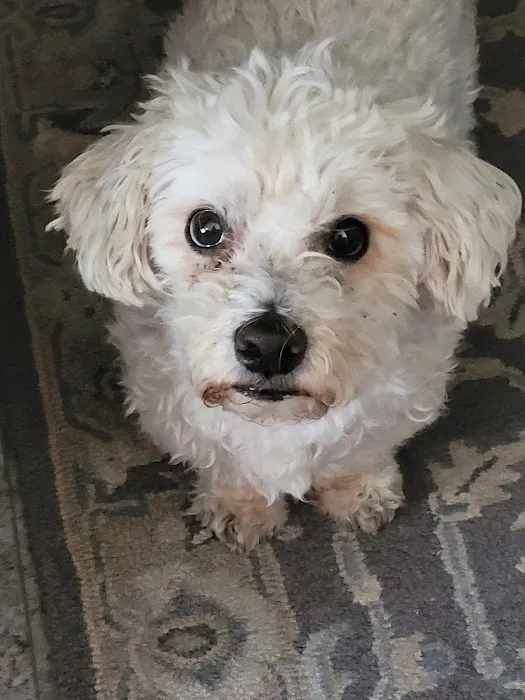 Elder Pet Care 12