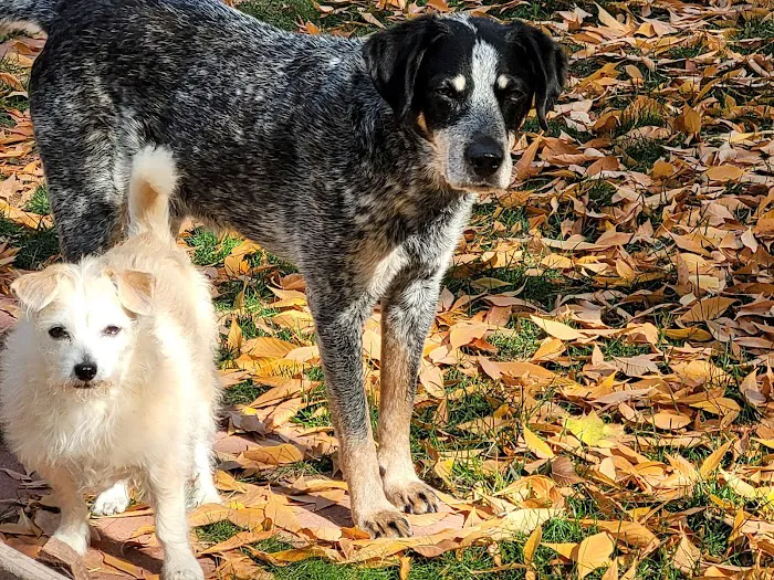 Elder Pet Care 12