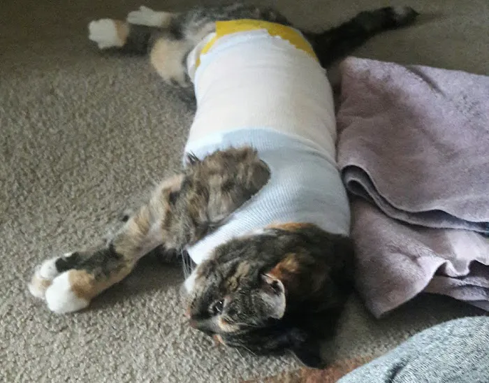 City Park Animal Clinic 12
