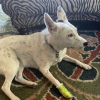 Mulnix Animal Clinic ico