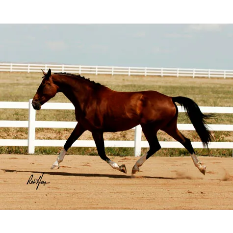 Animal Medical Services of the Rockies, PC 2