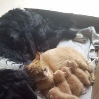 Powell Veterinary Service, Inc. ico