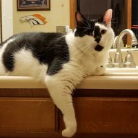 Ridgewood Animal Hospital ico