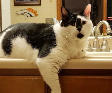 Ridgewood Animal Hospital