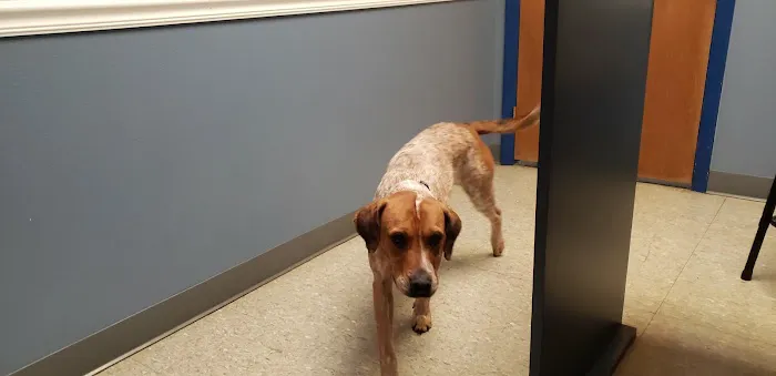 Ridgewood Animal Hospital 12
