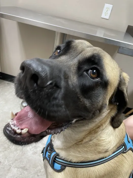 High Country Veterinary Hospital 12