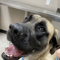 High Country Veterinary Hospital ico